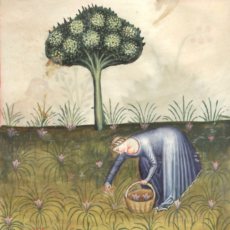 Book illustration of a a woman picking crocus flowers.