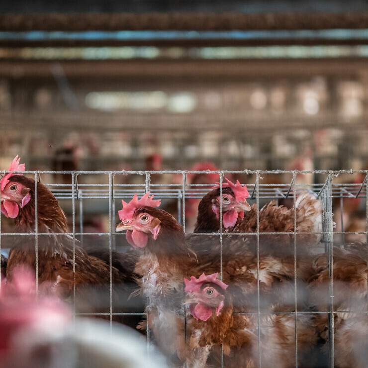 A conduit for value: more-than-human experiments with chicken metabolisms