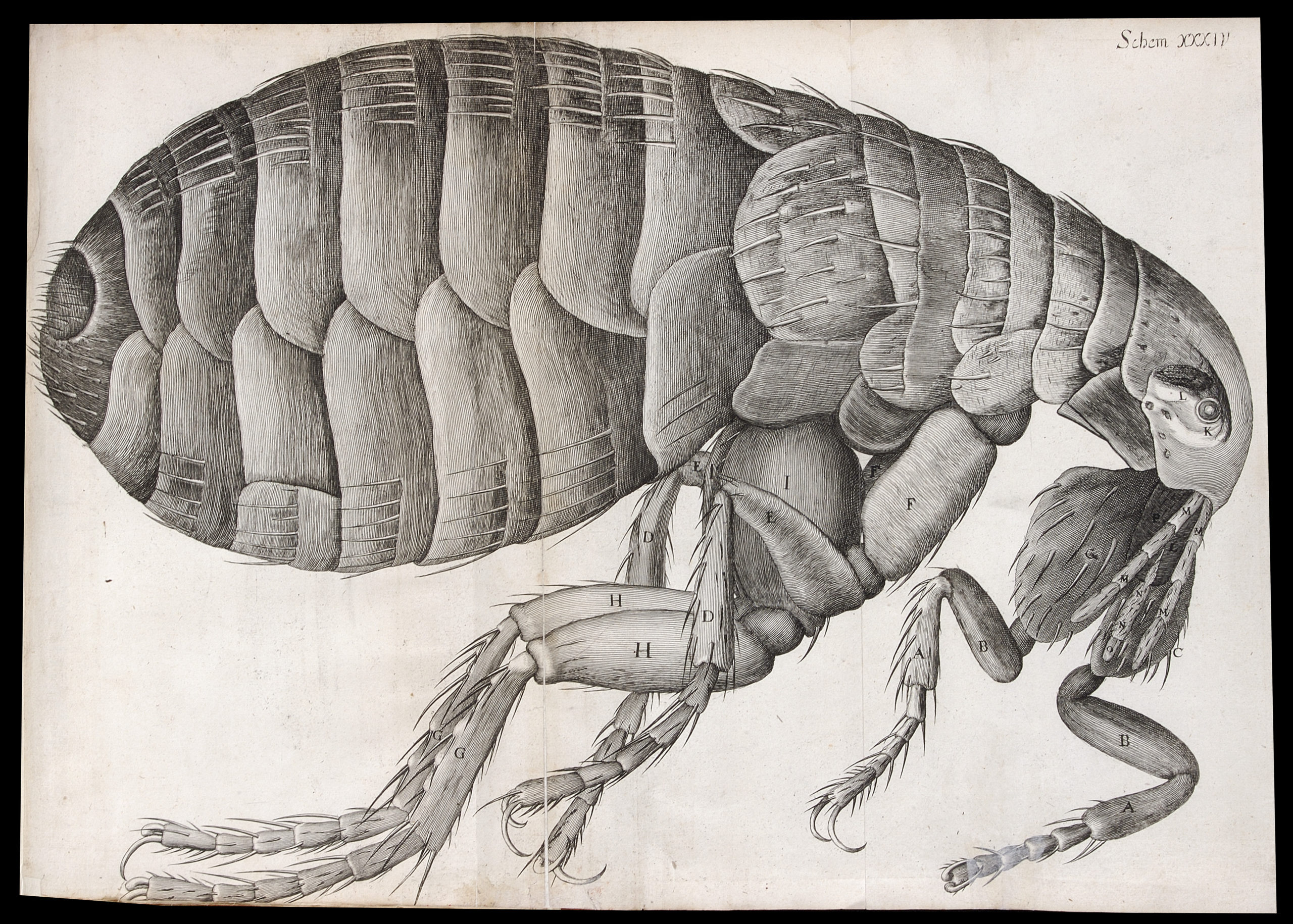 Hooke's flea