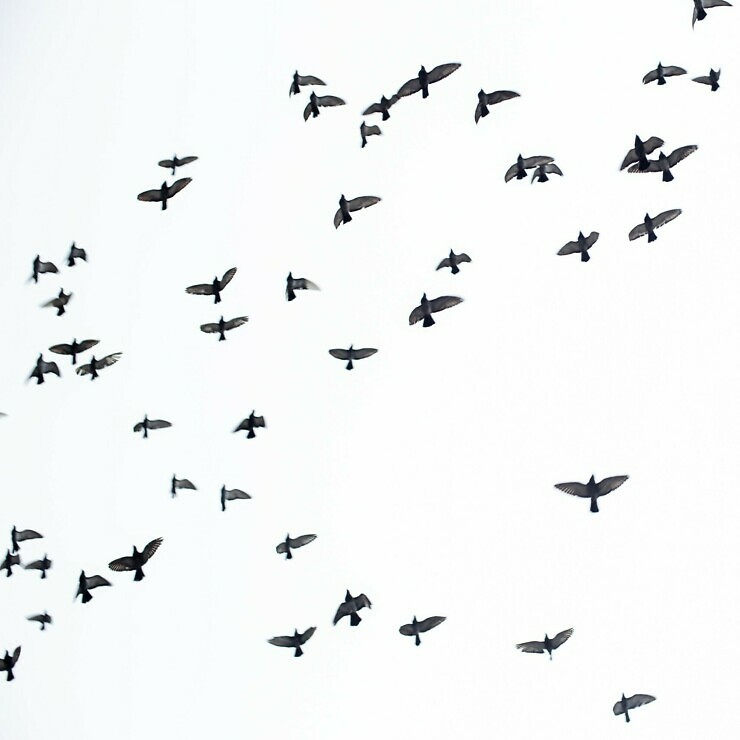 A flock of birds in flight.