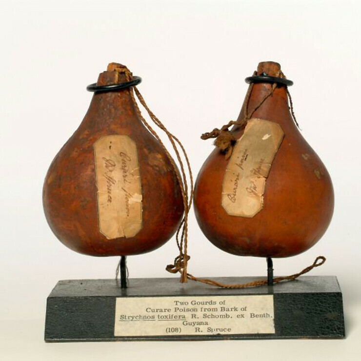 Two gourds of curare poison from the Amazon Basin, with museum labels.
