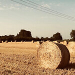 Wheat field in South Cambridgeshire.