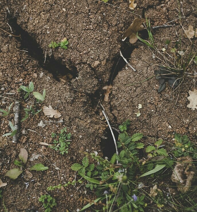 Photograph of a green plant struggling to grow in cracked and dried out brown soil.