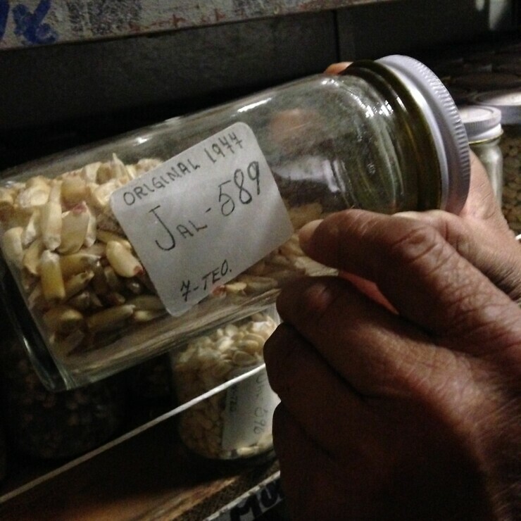 A jar of maize seed, which has been labelled by hand with a reference number, held by a seed bank.
