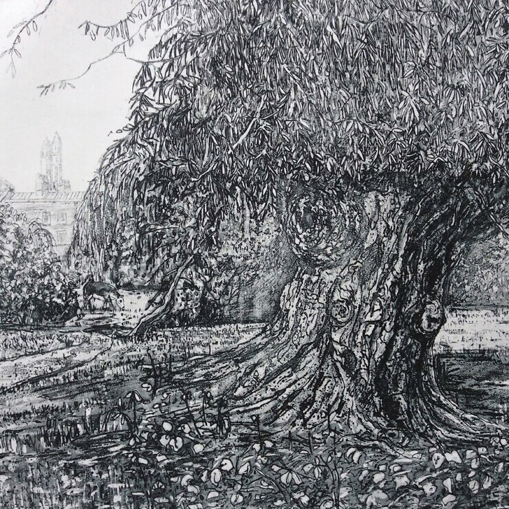 Etching of a willow tree with King's College chapel in the background.