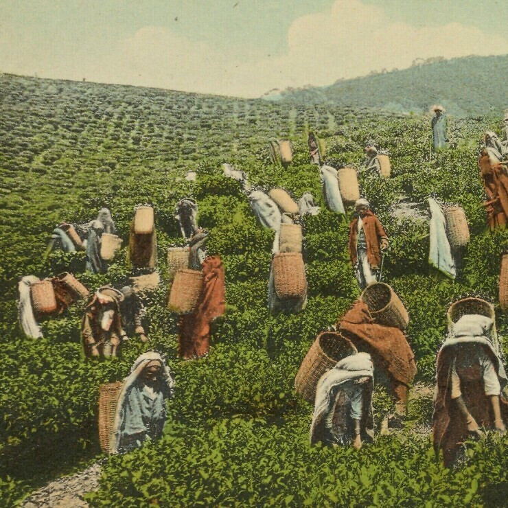 Colourised photo of ea pickers working on a plantation.
